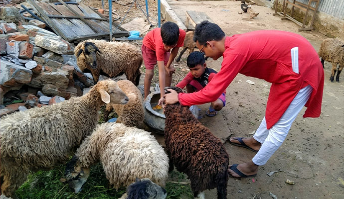 Children and youth feeding sheep during an animal rearing practical skills session